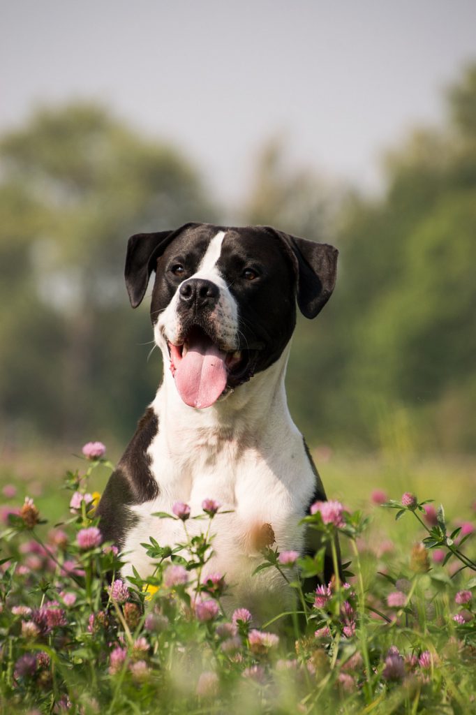 dog, nature, pet-3385541.jpg